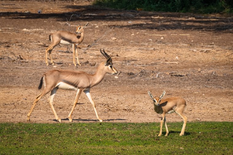 017 Sir Bani Yas.jpg